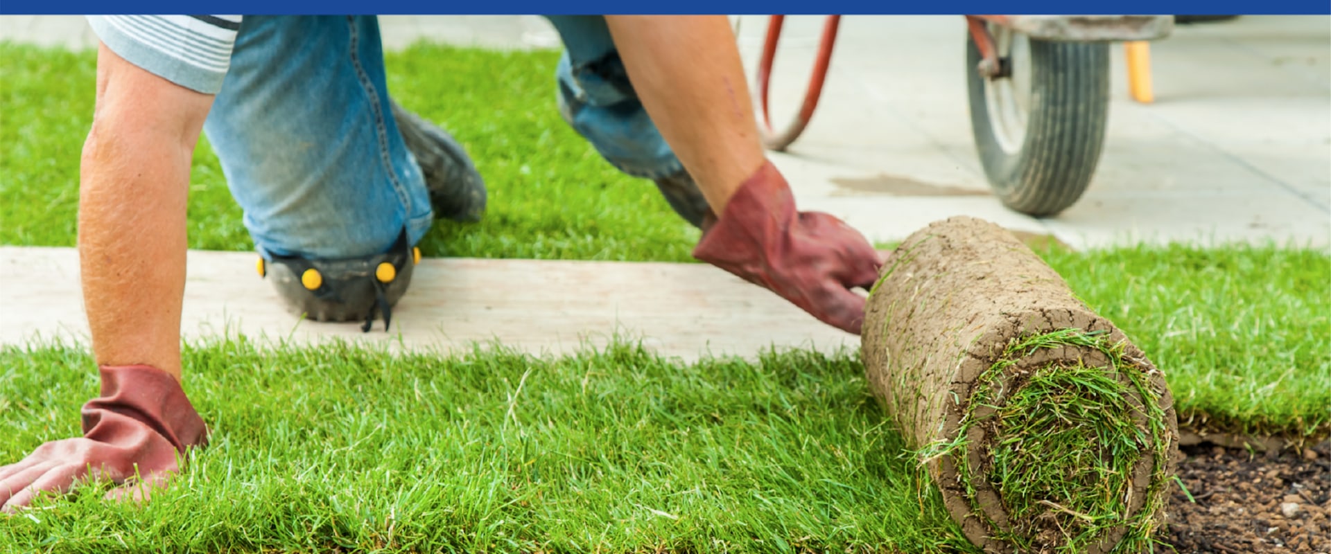 What's the difference between sod and grass?