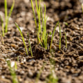 Will throwing grass seed grow if not covered?