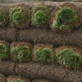 Where to buy grass sod rolls?