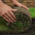 Which grass sod is best?