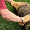 Is it better to plant grass or use sod?